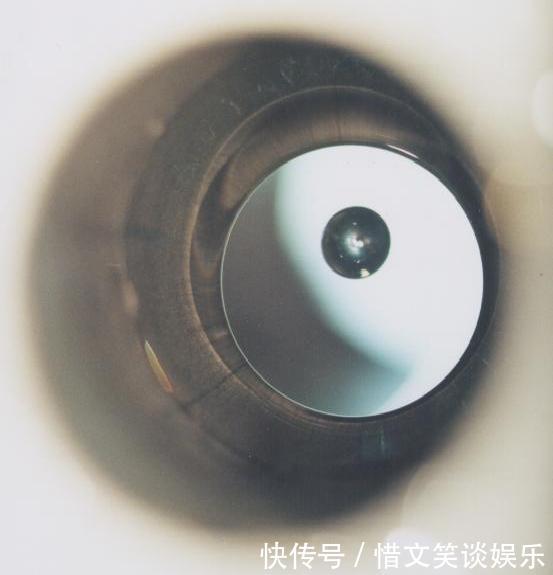 磁性 把人放进强磁场中会怎样?科学家用青蛙做实验,得到一只反重力蛙