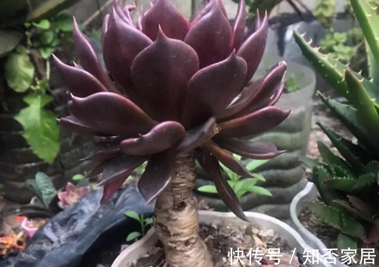 成就感|叶插就是对多肉的一种升级，6个品种叶插爱多头，满满都是成就感