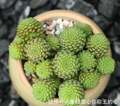 “难养”多肉名单公布,有些很漂亮,谁养谁后悔!