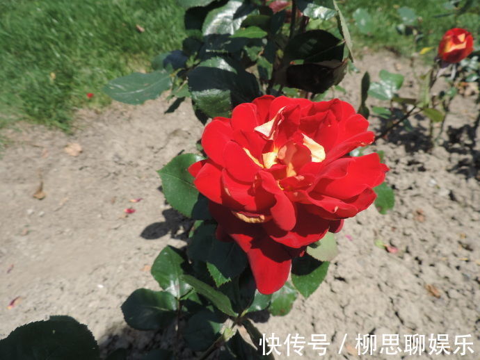 庭院|3种漂亮花，养家里特惹人眼球，娇美好养花量大，美爆庭院变花园