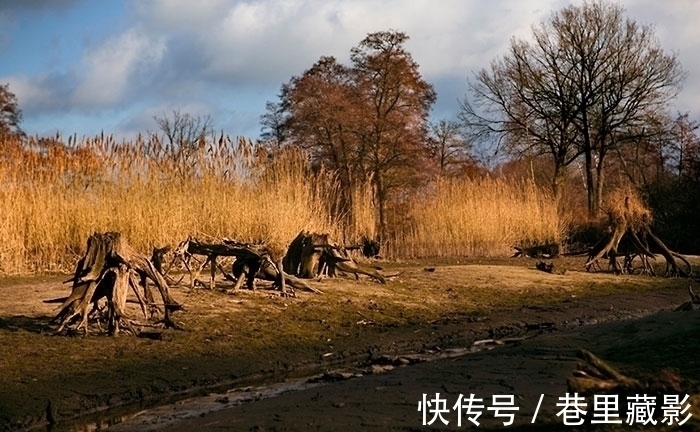枯树$美女不穿衣服藏进大自然,惊人伪装考验你的眼力!1秒找到真汉子