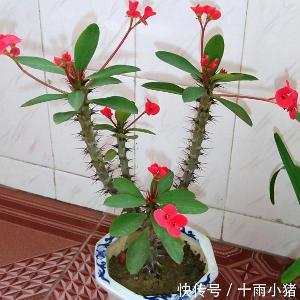 植物|天冷养花，早晨别做这几件事，植物才会感激你哦
