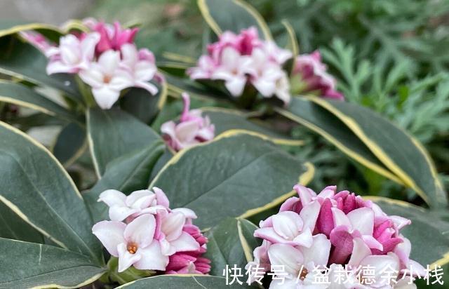 34种常见花草耐冻极限温度，哪些该搬到室内养，一清二楚