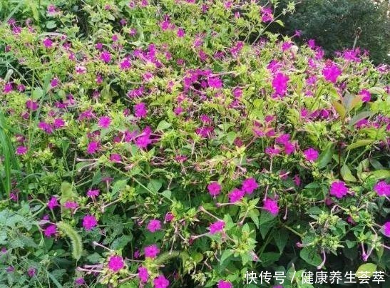 路边捡一把“小地雷”，撒盆里窜出满阳台的紫花，不花一分钱！