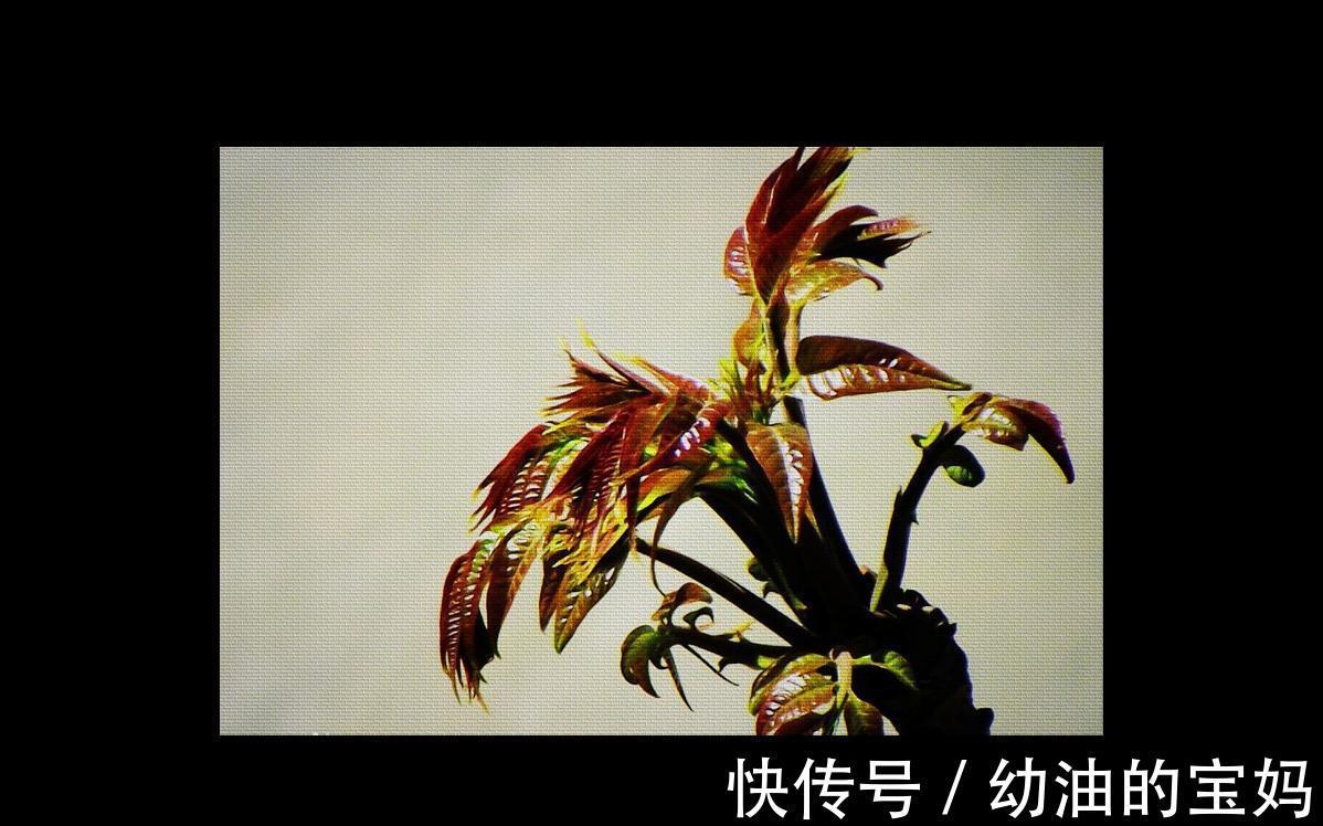 野葱|农村老家常见的15种“不知名”野菜,用对都是宝!你都吃过吗?