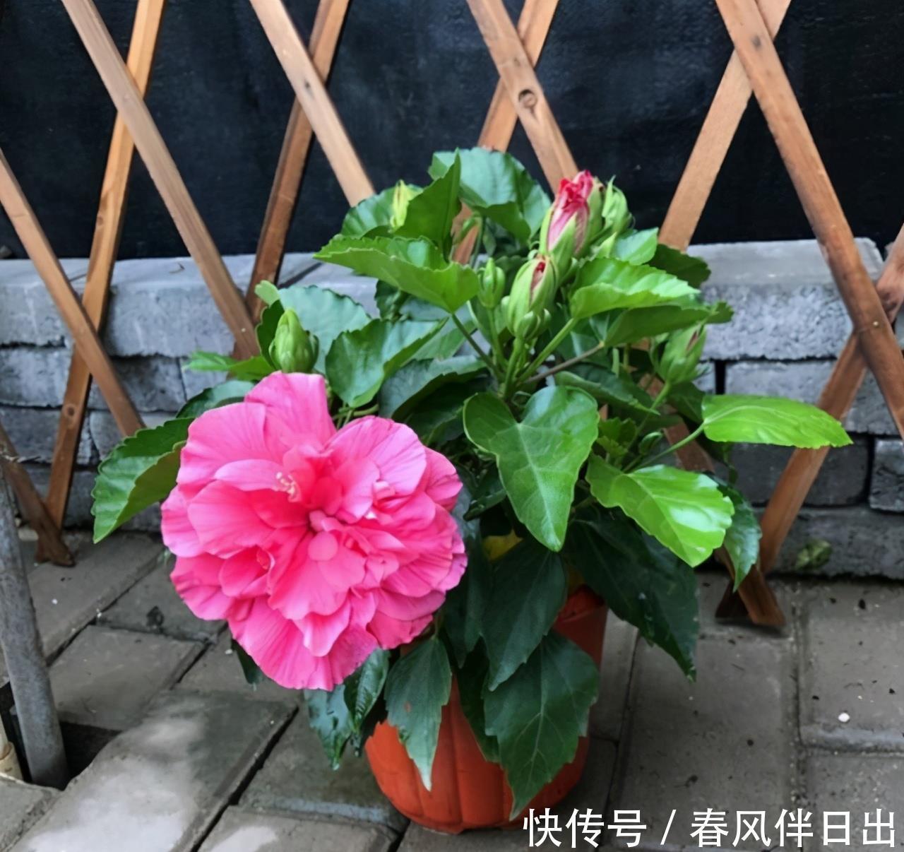 开花的时候,到底要不要施肥?很多人都不知道