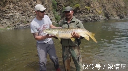 钓鱼|山中意外钓获大鱼,体型像草鱼但鱼鳞金灿灿的,什么鱼?