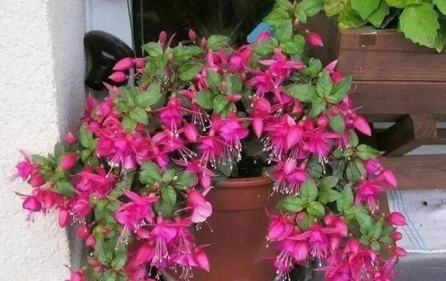 1种花,花型奇特,花期长,枝条插土10天能生根,比绿萝漂亮100倍