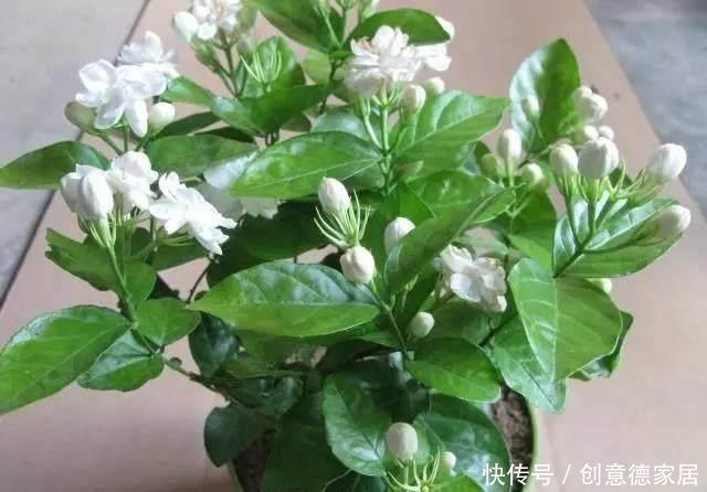  君子兰|养花不开花，原来是盆里缺了它，只加一点点，飞快开满花