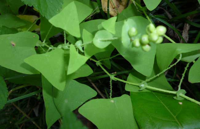 蛇缠腰|“蛇缠腰”带状疱疹，疼起来要人命，1个小妙招解决问题，很管用