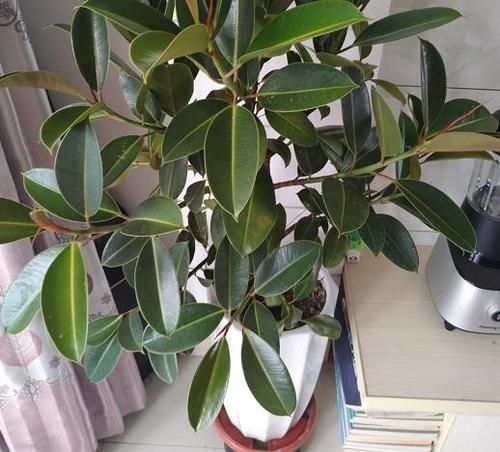 爱花养花，天冷打理就不能忽视这些因素，不然一盆不剩