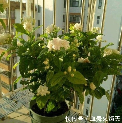 3种在冬天会“假死”的花,别急着丢掉,做好保暖,春天疯长不停