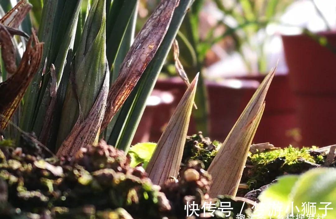 这样的兰花，还能恢复生机？兰友都不敢相信了