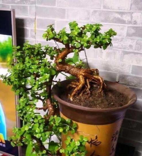 盆景|金枝玉叶做盆景这么养,大盆,肥水常伺候,个子蹭蹭长