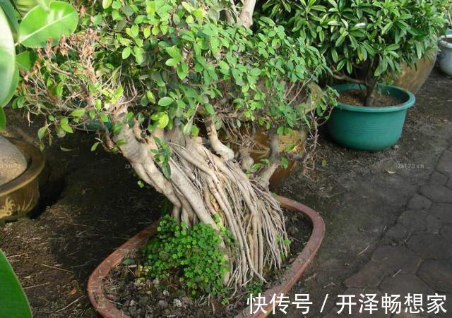 老桩|懒人家里养盆栽首选3款''大树'',株型小、身价高、寓意美