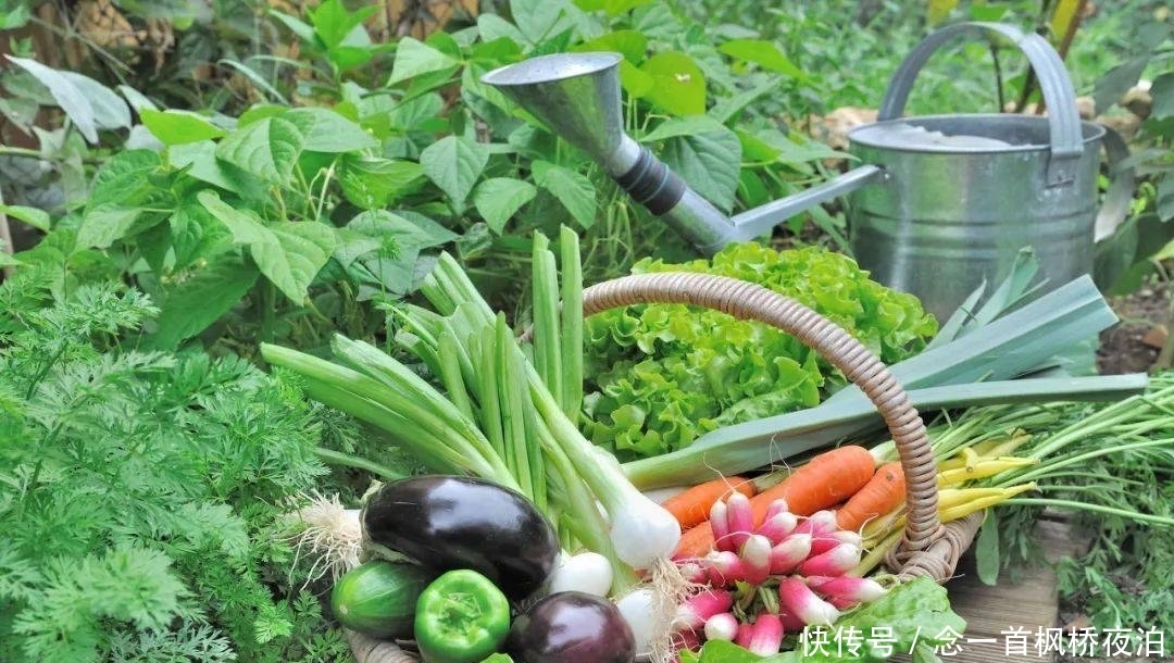 想有个菜园,余生低头种菜,抬头看花...