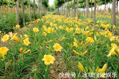 被名字耽误的8种花,好养好看开花惊艳,你最喜欢哪种?