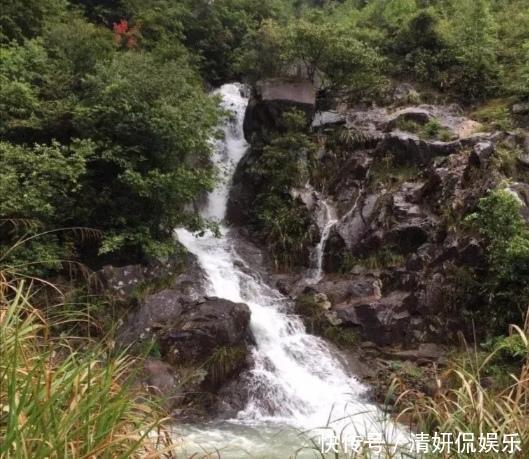 野生奇珍稀有动物——棘胸蛙,是空谷幽境深涧溪流之中的活体人参