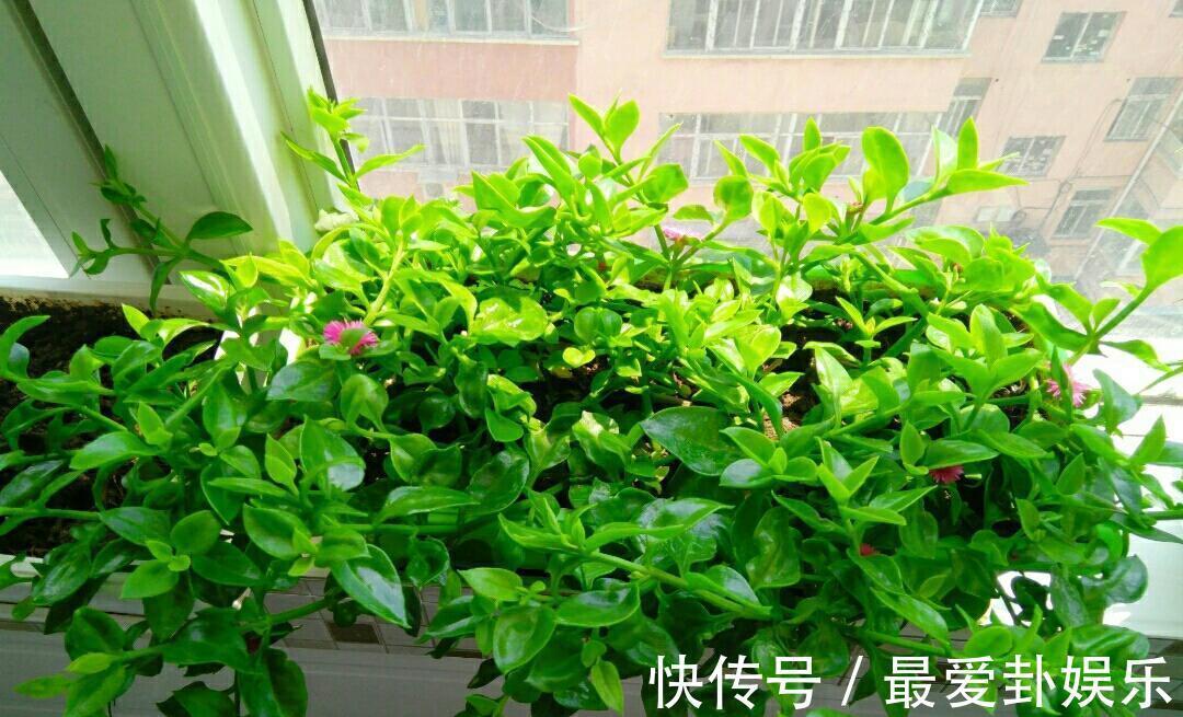 观赏|3种“养人花”,能吃能观赏,好养又漂亮,还能净化空气,喜欢