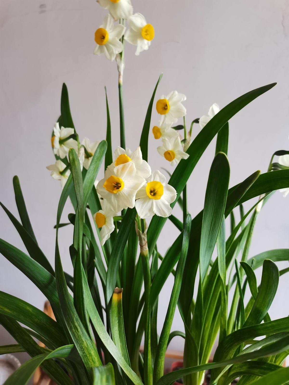 花卉|只能养1年的花,开完花就抓紧时间扔掉,再养也不开花