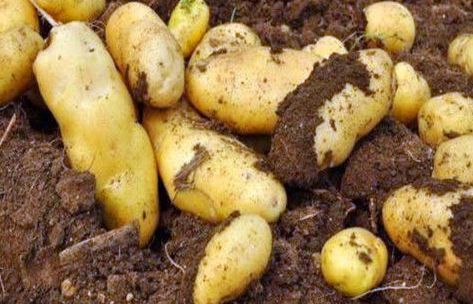 护肝|想长寿先养肝，常吃以下四种食物，护肝排毒，给身体来个大扫除！