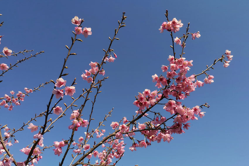 低薪|江西武宁：樱花烂漫美如画