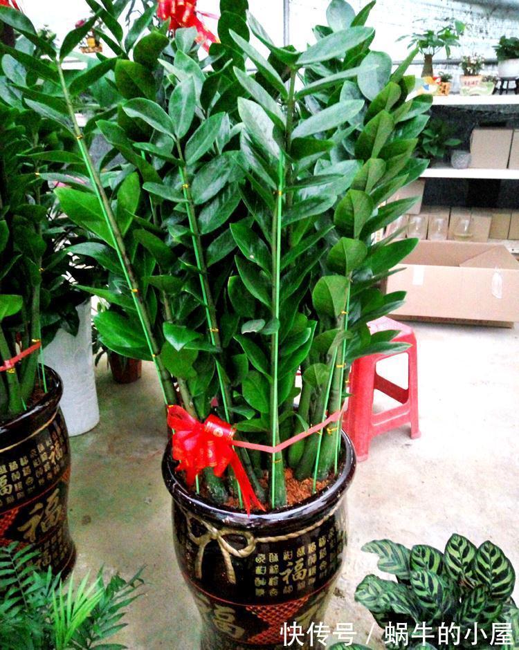 适合10月养的“13种吉祥花”,建议你也养一盆,利健康旺财运