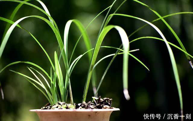 夏天|夏天如何管理兰花,才能确保不会烂根?这3点非常重要