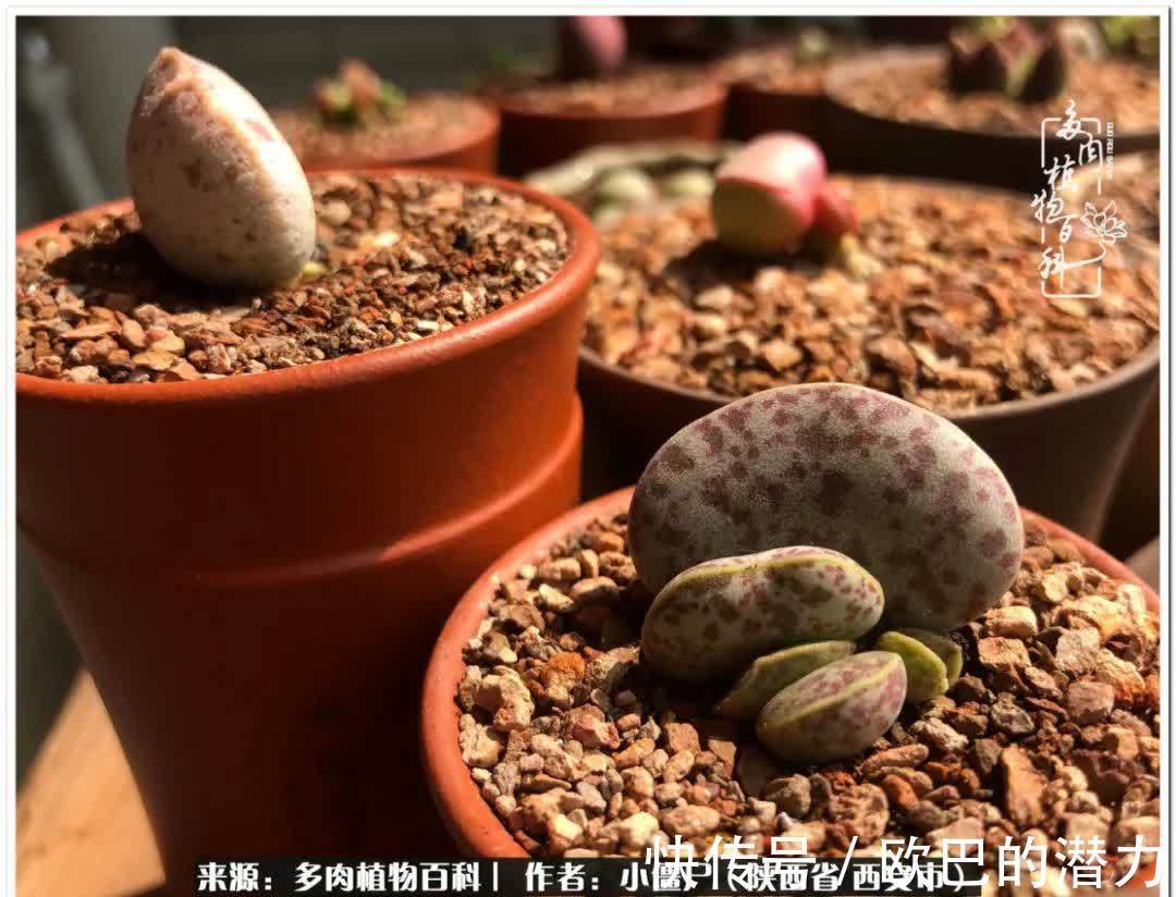 从景天到水泡和肉锥,那些年阳台种植多肉的历程!