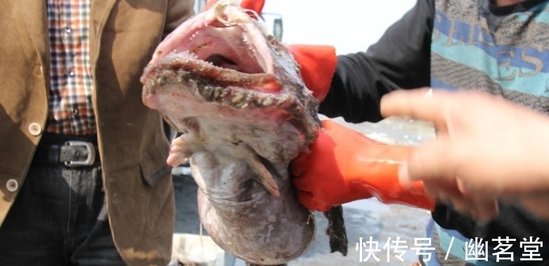 收获|男子收获一条像癞蛤蟆的怪鱼，发现鱼嘴合不上，掰开看后乐了