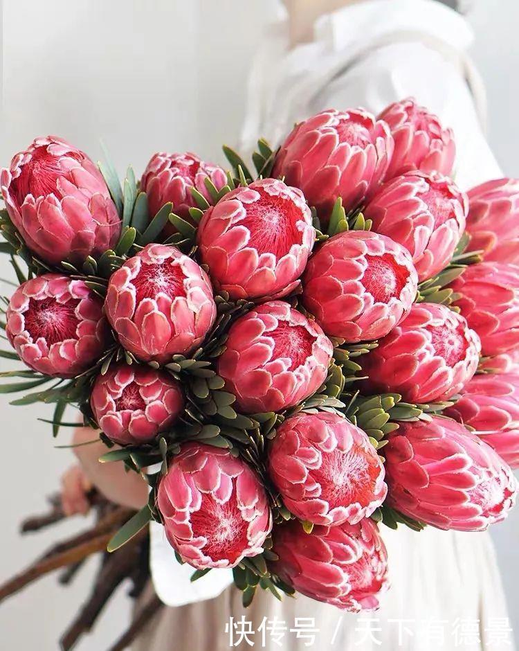 最气派的“霸王花”,家里养一盆,华丽又大气,富贵又吉祥