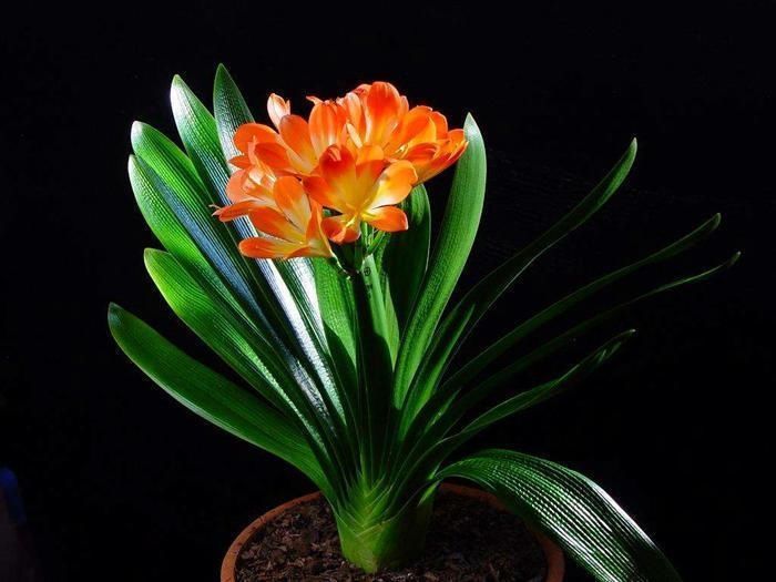  浇水|养一盆君子兰，观赏性极佳，浇水时记住口诀，肉质感强开花美