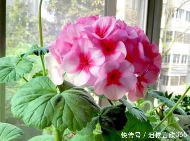 花友|花友最喜欢养的4种花,养护简单极易爆盆,开花多又漂亮!