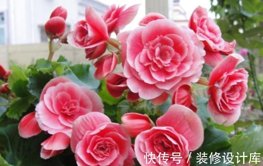 老花匠都喜欢的4种花，10月养一盆正当时，花多花美还好养