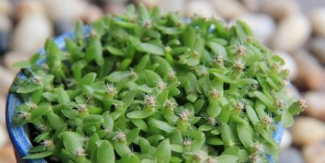 这些水果,适合在家里盆栽阳台盆栽上几盆,一年不用买