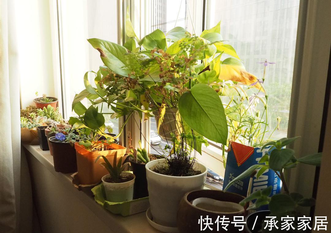 养多肉,秋季生长旺盛期,该怎么补水增肥?用这4样