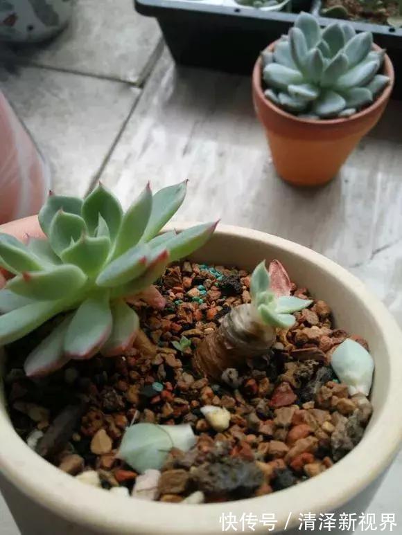 叶子|多肉出现3个状态,是烂根“信号”,再不管根都烂完,别忽视!