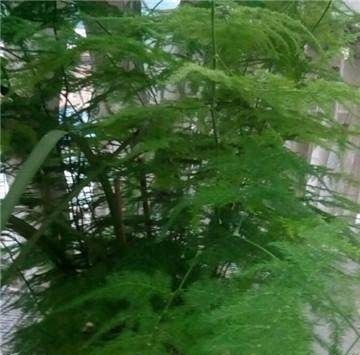 家里的文竹稀稀拉拉,真难看,用了这1东西,发疯的长,不黄叶