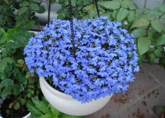 喜欢玫瑰,就养盆“精品玫瑰”假日公主,活力四射,高贵优雅!