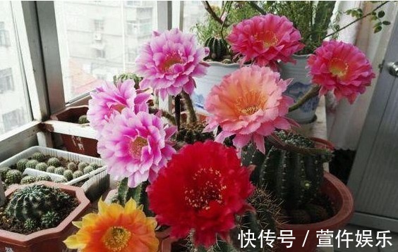 想让家里的仙人球开花爆盆,那怎么保证每年夏天爆盆呢