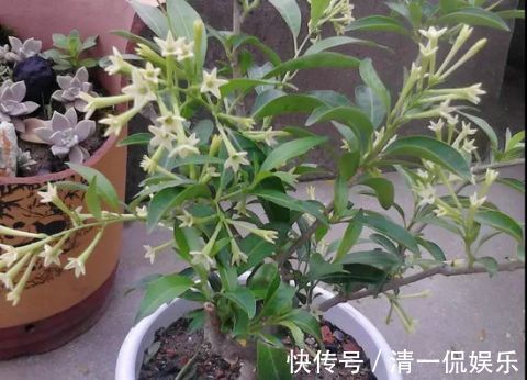 富贵树|客厅不能乱养“花”,这种花被称为“破财花”,后悔现在才知道!
