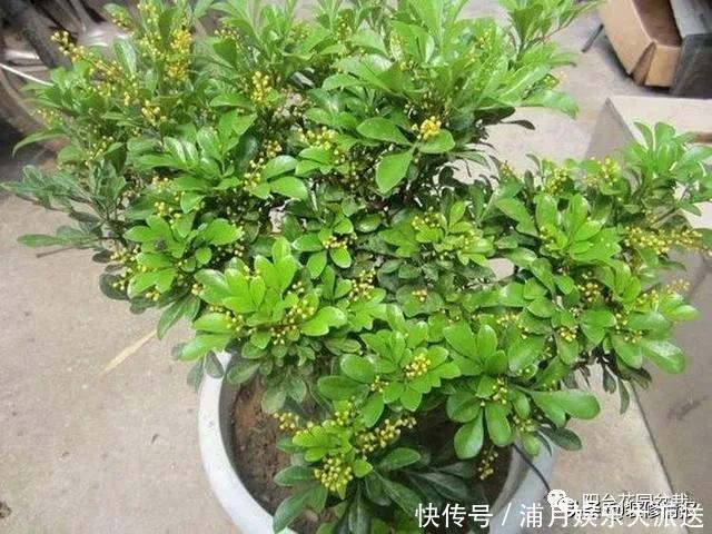 房子再小,也要养这3种花,好养又便宜,还能吸“有害气体”