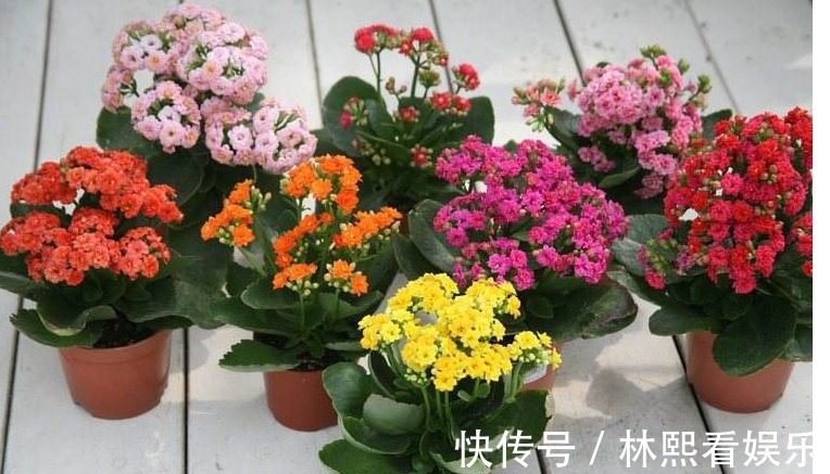 君子兰|以下“4种花”，不要随便送人！个个都是“财神爷”，有钱人都爱