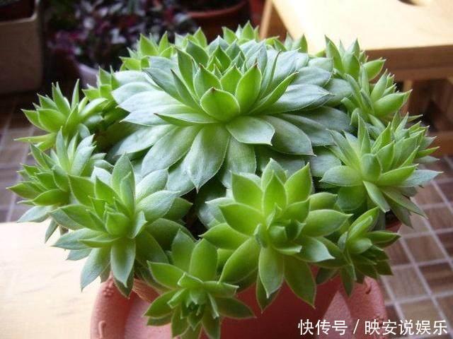 这种多肉掉地上就生根,一年可变几百盆,生的小崽在周围,美极了