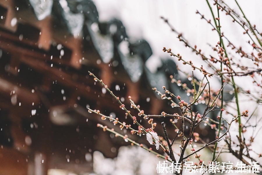 食物|大雪过后，多吃5种食物，多喝3茶，保证好睡眠，健康过寒冬