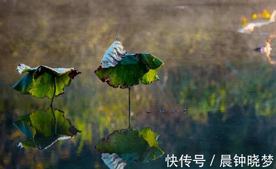 秋夜&秋夜的露珠