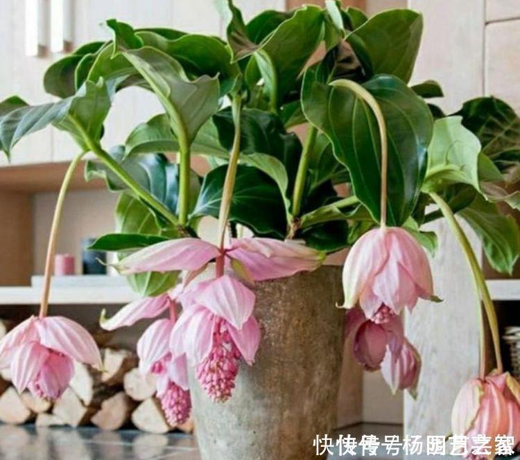 4种花养在家,一整年都有好运气,养上一盆四季欣赏,好活还不贵