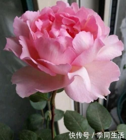 花香|3种花是懒人的最爱,丢到阳台,四季有花开,花香四溢飘满屋