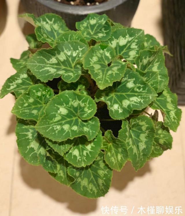 球茎|仙客来花谢了,这样修剪和养护,新叶萌发快,年底又开花