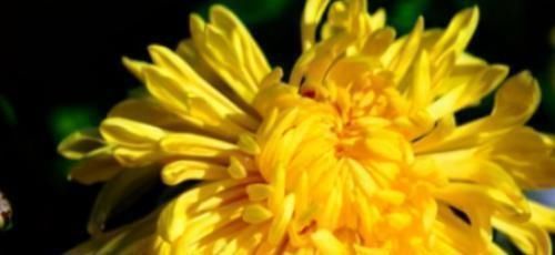 女性|一直被叫“黄脸婆”,女性多吃3种食物,窈窕淑女君子逑